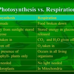 Photosynthesis vs cellular respiration venn diagram