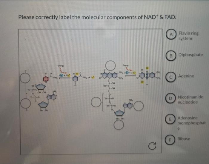 Please correctly label the molecular components of nad+ and fad