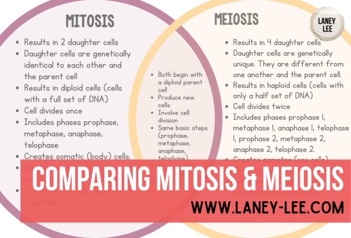 Mitosis meiosis laney