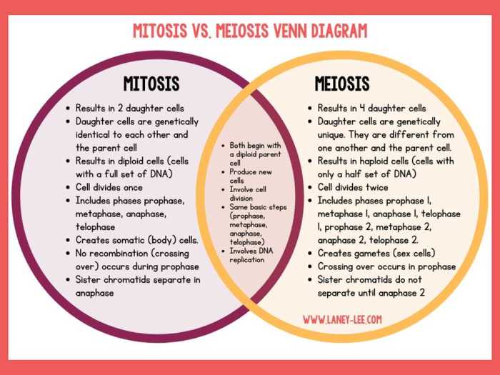 Mitosis vs meiosis color by number answer key