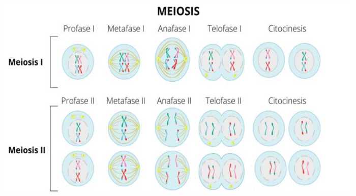 Mitosis vs meiosis color by number answer key